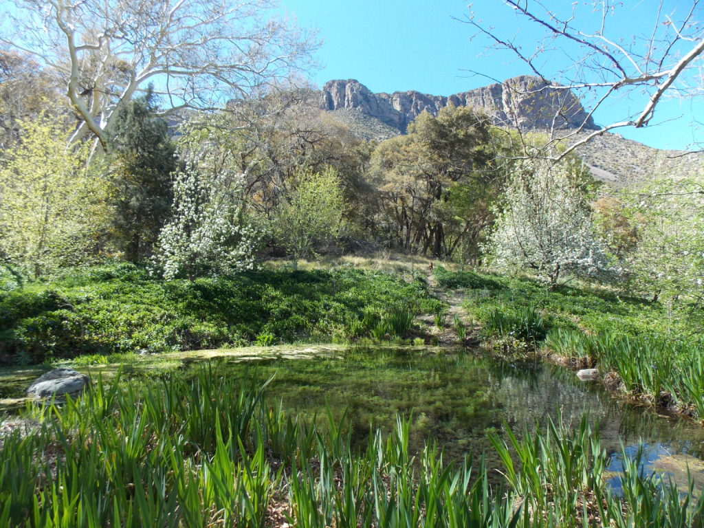 Upper pond in the spring.